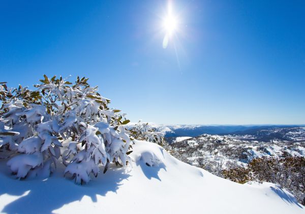 Gum leaves in Perisher - Snowy Mountains